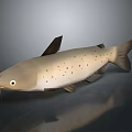 3D Rendered Brown Spotted Fish With Whiskers On Gray Background