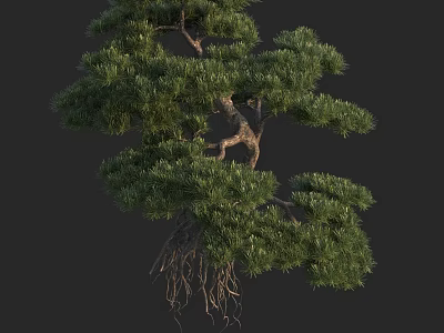 Lush Green Arbor With Exposed Roots And Dense Foliage Isolated On Dark Background 3d model