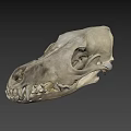 Anatomical Animal Skull Skeleton Displaying Visible Teeth And Bone Details