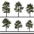 Different Arbor Varieties With Green Foliage And Straight Trunks Arranged In Rows 3d model