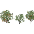 Three Arbor Trees With Green Leaves And Orange Fruits Casting Shadows