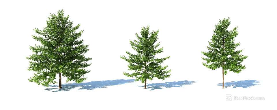 Three Tall Healthy Green Leafy Arbor Trees with Natural Shadows in Isolated White Background 3d model 
