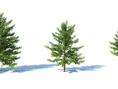 Three Tall Healthy Green Leafy Arbor Trees with Natural Shadows in Isolated White Background 3d model