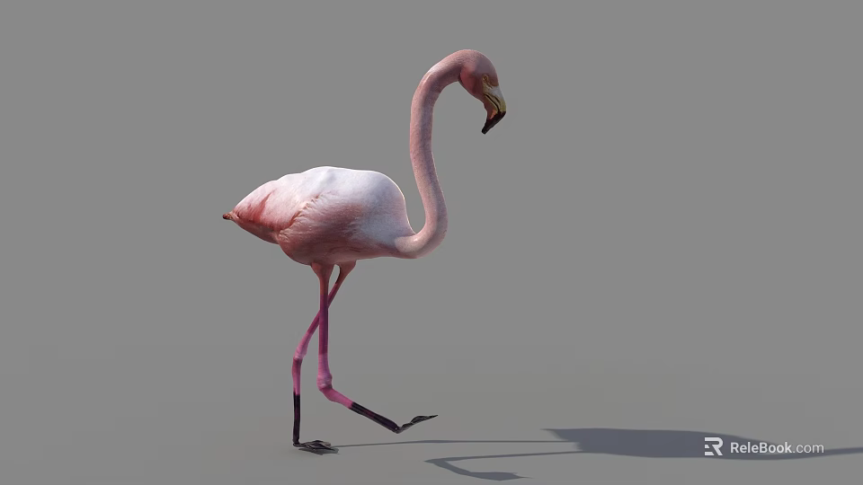 Pink Flamingo Walking On One Leg With Shadow On Gray Background 3d model 