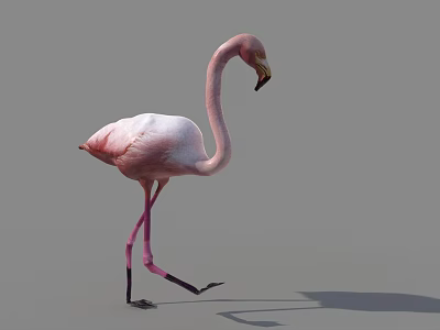 Pink Flamingo Walking On One Leg With Shadow On Gray Background 3d model
