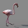 Pink Flamingo Walking On One Leg With Shadow On Gray Background