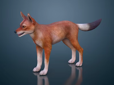 Realistic Brown Dog With Pointed Ears And Dark Tipped Tail Standing On Dark Background Reflection 3d model
