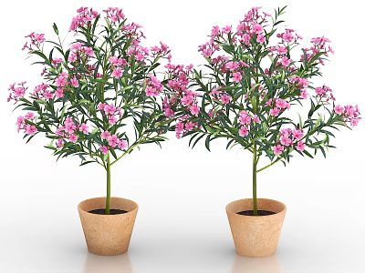 Bonsai Potted Plants with Pink Flowers in Brown Clay Pots Two on White Background 3d model