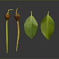 Plant Parts Featuring Wilted Fruits With Yellow Stems And Green Oval Leaves On Dark Background