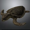 Sea Turtle With Detailed Shell Texture And Extended Limbs On Gray Background 3d model