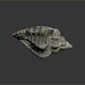 conch bone snail snail field snail shellfish marine animal fish freshwater fish marine fish animal 3d model