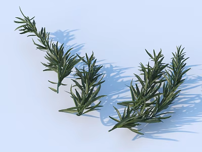 Fresh Rosemary Herb as Essential Natural Ingredient for Food Cooking and Recipes 3d model