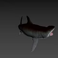 Large Gray Shark With Open Mouth And Sharp Fins In Deep Sea