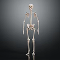 Human Skeleton Showing Detailed Arms Legs And Anatomical Bone Structure 3d model