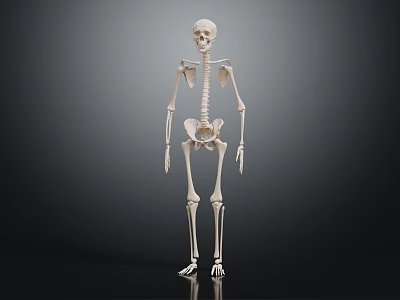 Human Skeleton Showing Detailed Arms Legs And Anatomical Bone Structure 3d model