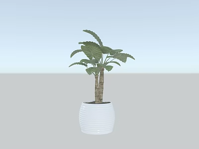 Palm Plant in White Textured Pot with Large Green Leaves and Brown Trunk 3d model
