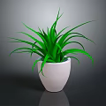 Vibrant Green Plant In White Ceramic Pot With Dark Background And Fresh Leaves