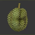 Fresh Ripe Durian Fruit With Shiny Green Spiky Shell And Yellow Stem