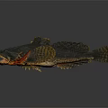 Unique Aquatic Animal With Large Open Mouth Rough Dark Skin And Distinct Fins