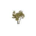 Tall Tree With Yellow Leaves Multiple Trunks Root System And Little Girl Silhouette Nearby