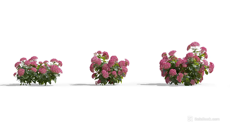 Vibrant Pink Flowering Shrubs With Lush Green Leaves For Garden Landscaping 3d model 