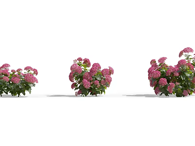 Vibrant Pink Flowering Shrubs With Lush Green Leaves For Garden Landscaping 3d model