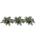 Three Potted Green Houseplants With Yellow Spotted Leaves On Purple Background