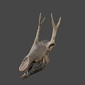 Detailed Dinosaur Skull Fossil Exhibit From University of Wyoming Collection
