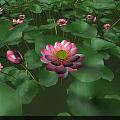 Beautiful Pink Lotus Flowers With Green Lily Pads In Serene Pond Scenery