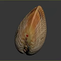 Orange and Brown Striped Clam Shell on Black Background with Reflection 3d model