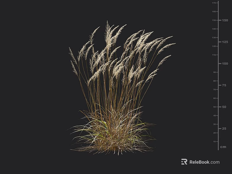 Tall Ornamental Grass With Feathery White Plumes And Height Measurement Scale 3d model 