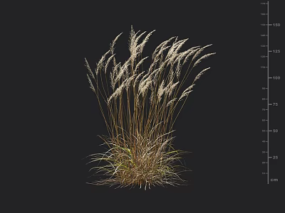 Tall Ornamental Grass With Feathery White Plumes And Height Measurement Scale 3d model
