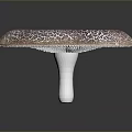 Fresh Natural Round Edible Mushroom With Brown And White Patterned Surface