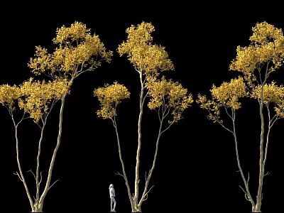 Golden Trees With Tall Trunks Vibrant Foliage And Silhouette Figure On Black Background 3d model