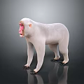 White Monkey With Pink Face Standing On Black Reflective Background Surface 3d model