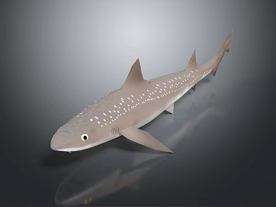 Spotted Shark 3D Model With Light Brown Body Dorsal Fins And Reflection On Dark Background 3d model
