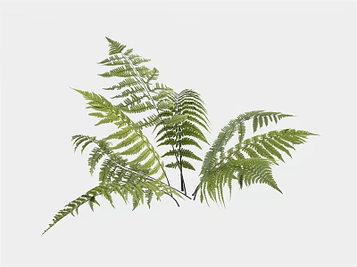 Fresh Green Fern Leaves Natural Plant Foliage For Indoor Home Decoration 3d model