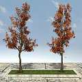 Two Trees With Orange Red Leaves On Stone Pavement And Grassy Area Under Blue Sky