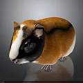 Adorable Guinea Pig With Fluffy Orange Brown White Fur And Black Eyes On Shiny Surface