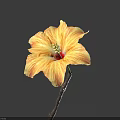 Yellow and Orange Hibiscus Flower with Red Center on Brown Stem Against Deep Blue Background