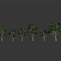 Green Trees of Different Sizes with Brown Trunks on Gray Reflective Ground