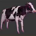 Realistic Black And White Cow Standing On Gray Background In 3D Render