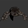 Close Up View Of Salamander With Unique Coloration And Skin Texture On Gray Background