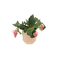 Indoor Potted Plant Featuring Large Green Leaves And Pink Spiky Flowers In Beige Textured Pot