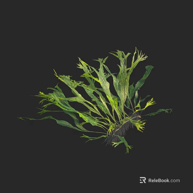 Green Leafy Aquatic Plants with Lush Foliage and Root System 3d model