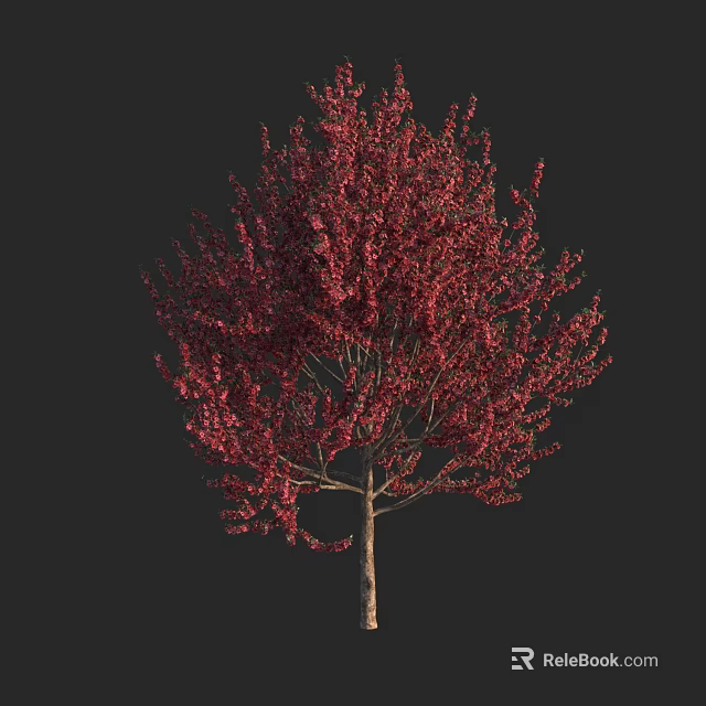 Lush Red Leaf Tree with Dense Foliage Against Black Background 3d model 