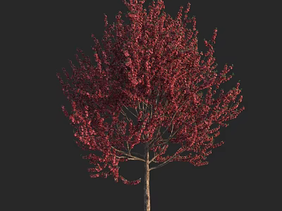 Lush Red Leaf Tree with Dense Foliage Against Black Background 3d model