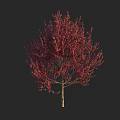 Lush Red Leaf Tree with Dense Foliage Against Black Background 3d model