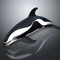 Black And White Dolphin In Leaping Posture With Dark Background Reflection 3d model