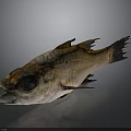 Fresh Fish with Big Eyes Open Mouth Golden Brown Scales Fins Tail on Dark Background